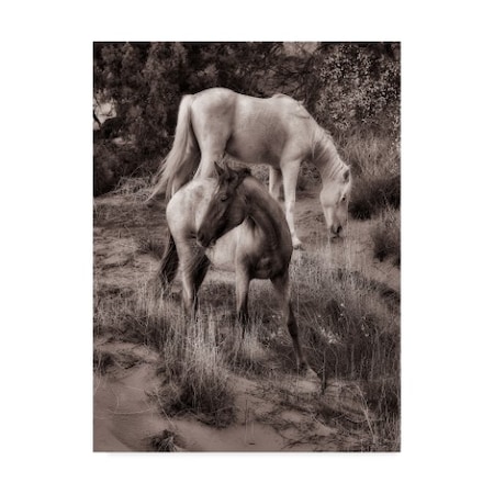David Drost 'Beach Horses Ii' Canvas Art,14x19